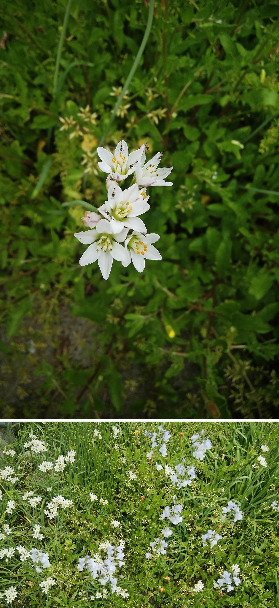 野原の花園