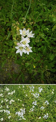 野原の花園