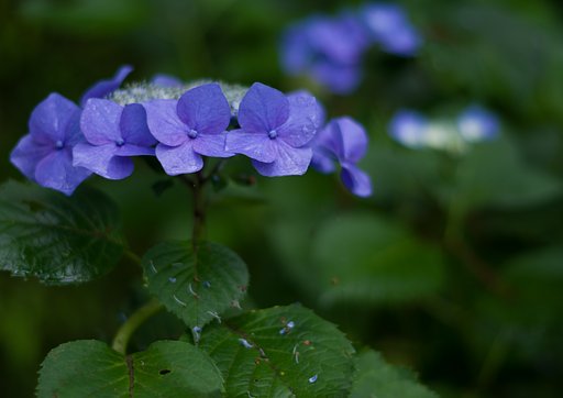 PENTAX-DA 50mmF1.8