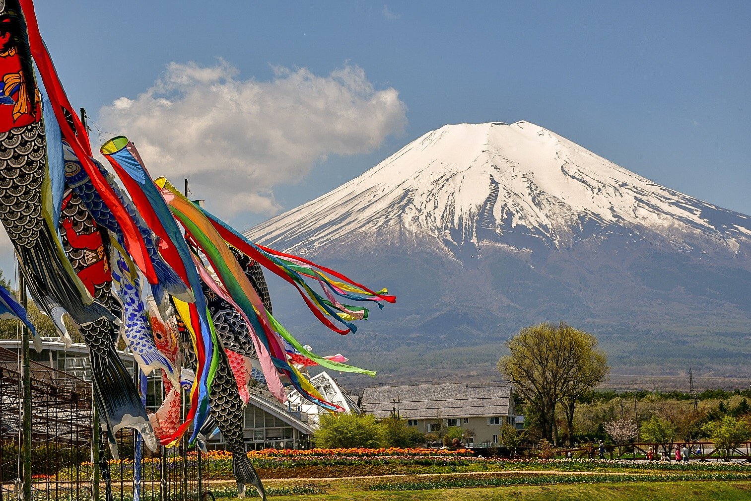 ドライブ【散歩】富士山とこいのぼり