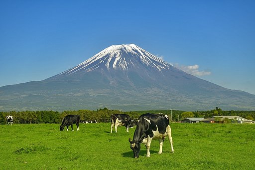 ドライブ【散歩】乳牛にあう
