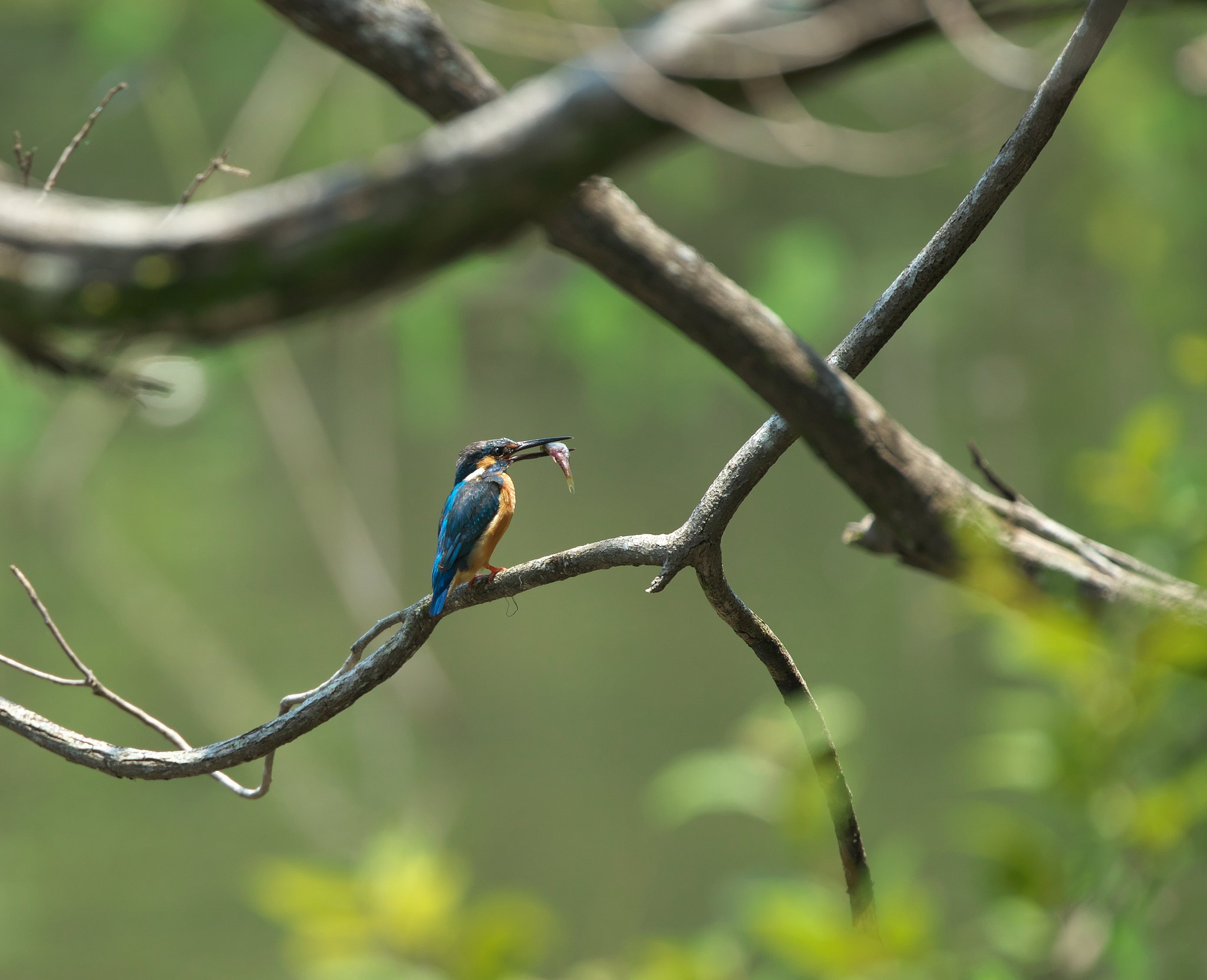 EF500mm F4L IS＋EF1.4Ⅲ