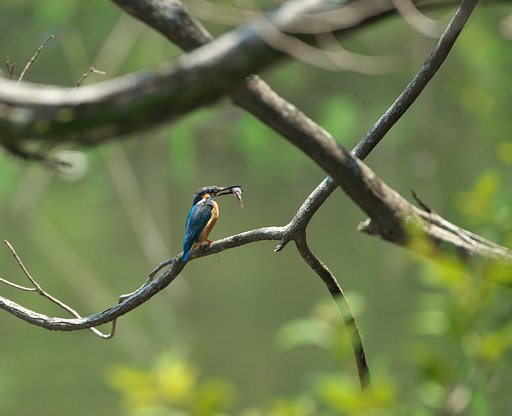 EF500mm F4L IS＋EF1.4Ⅲ