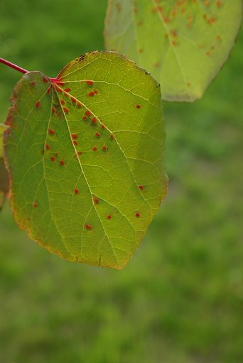 紅斑のカツラ