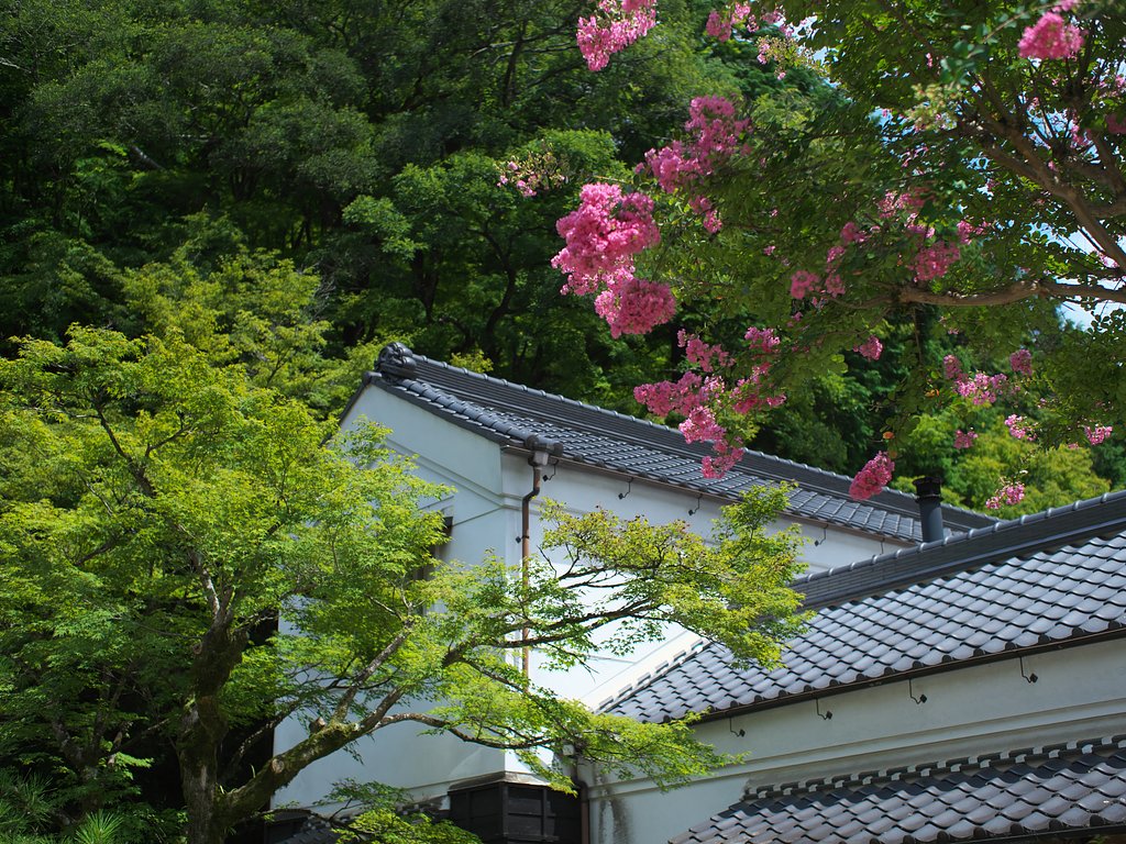 土蔵と百日紅
