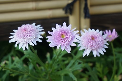 5月10日の写真
