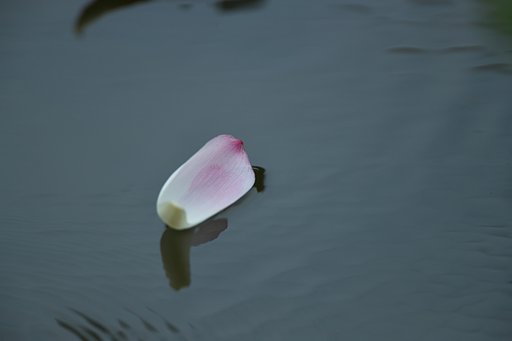 EF500mm F4L IS＋EF1.4Ⅲ