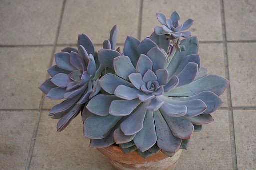 多肉植物