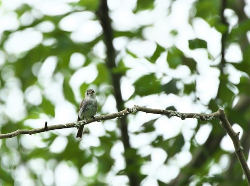 オオルリ♀幼鳥
