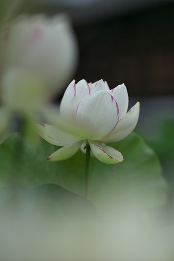 EF85mm F1.2LⅡ