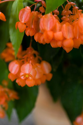 SIGMA 30mm F1.4 DC HSM