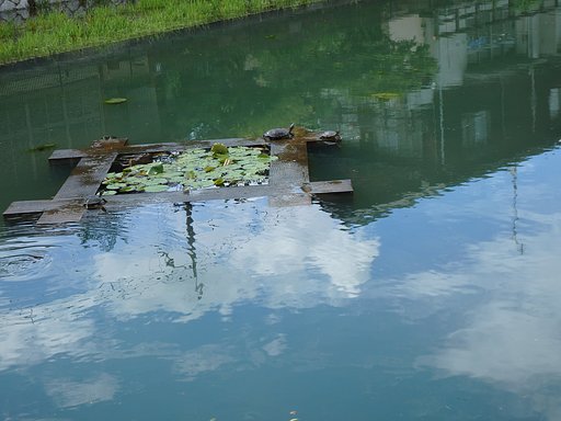 カメ