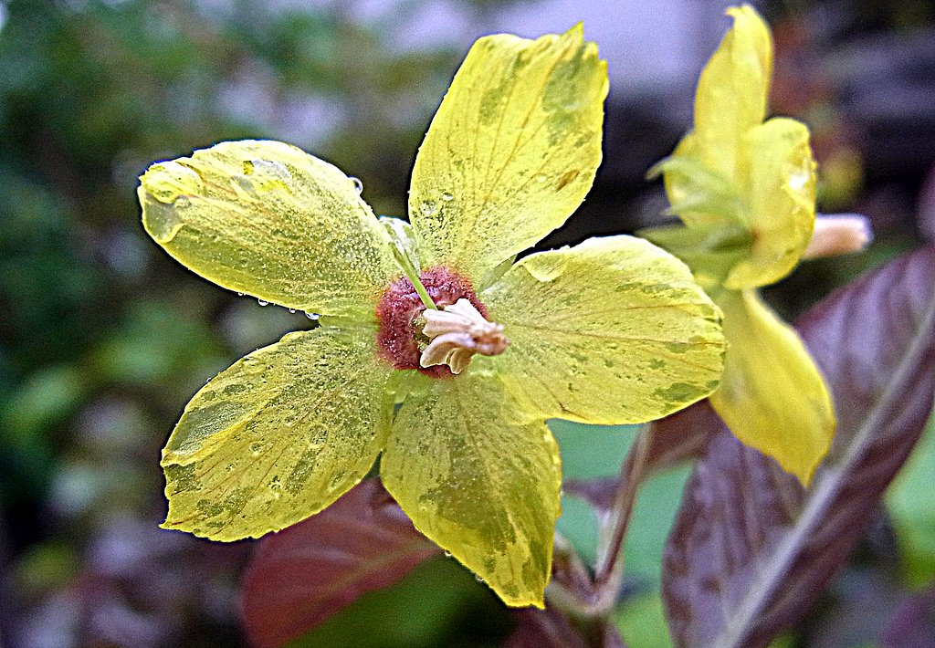 ずぶ濡れの花