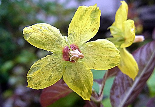 ずぶ濡れの花
