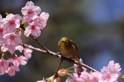 縮景園のメジロ