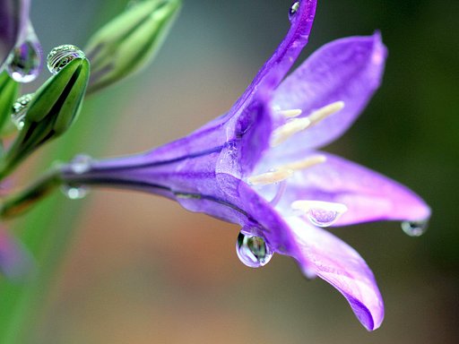 【初夏】花に雨露