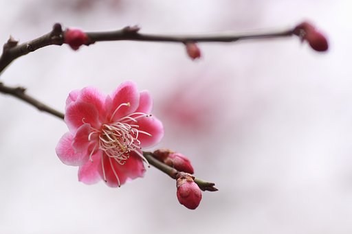 唐梅