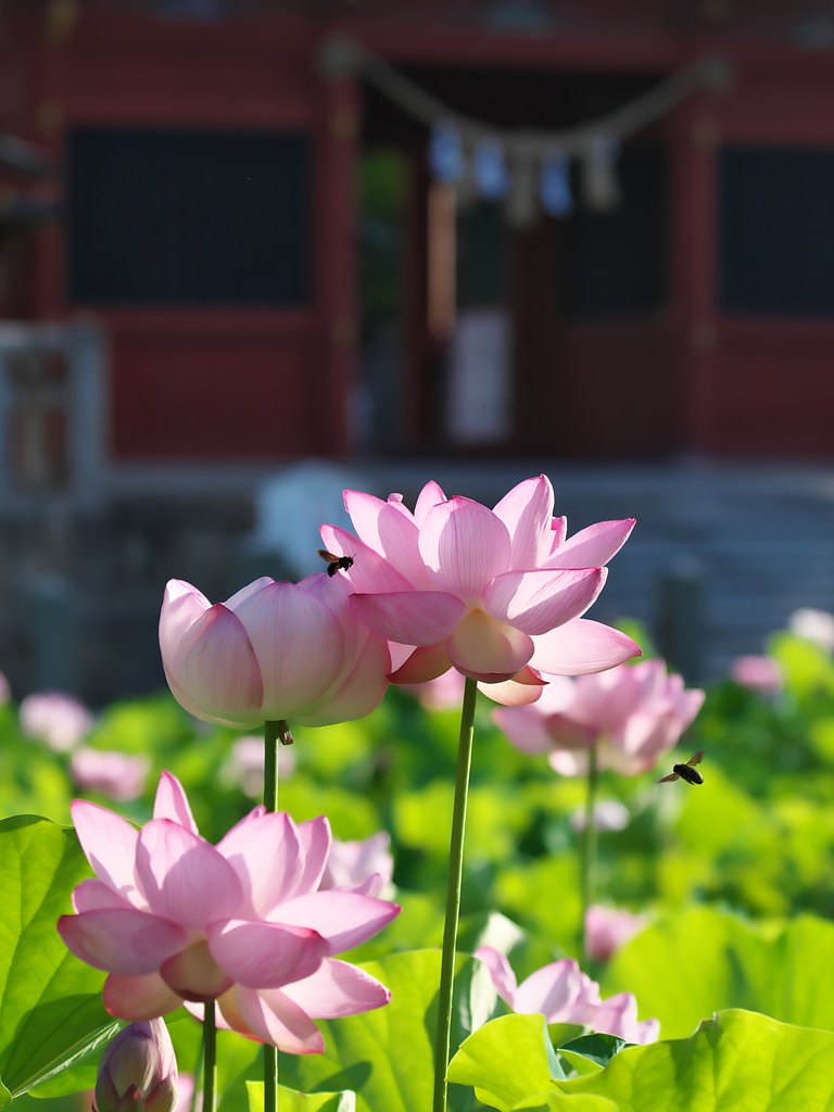 蓮花4