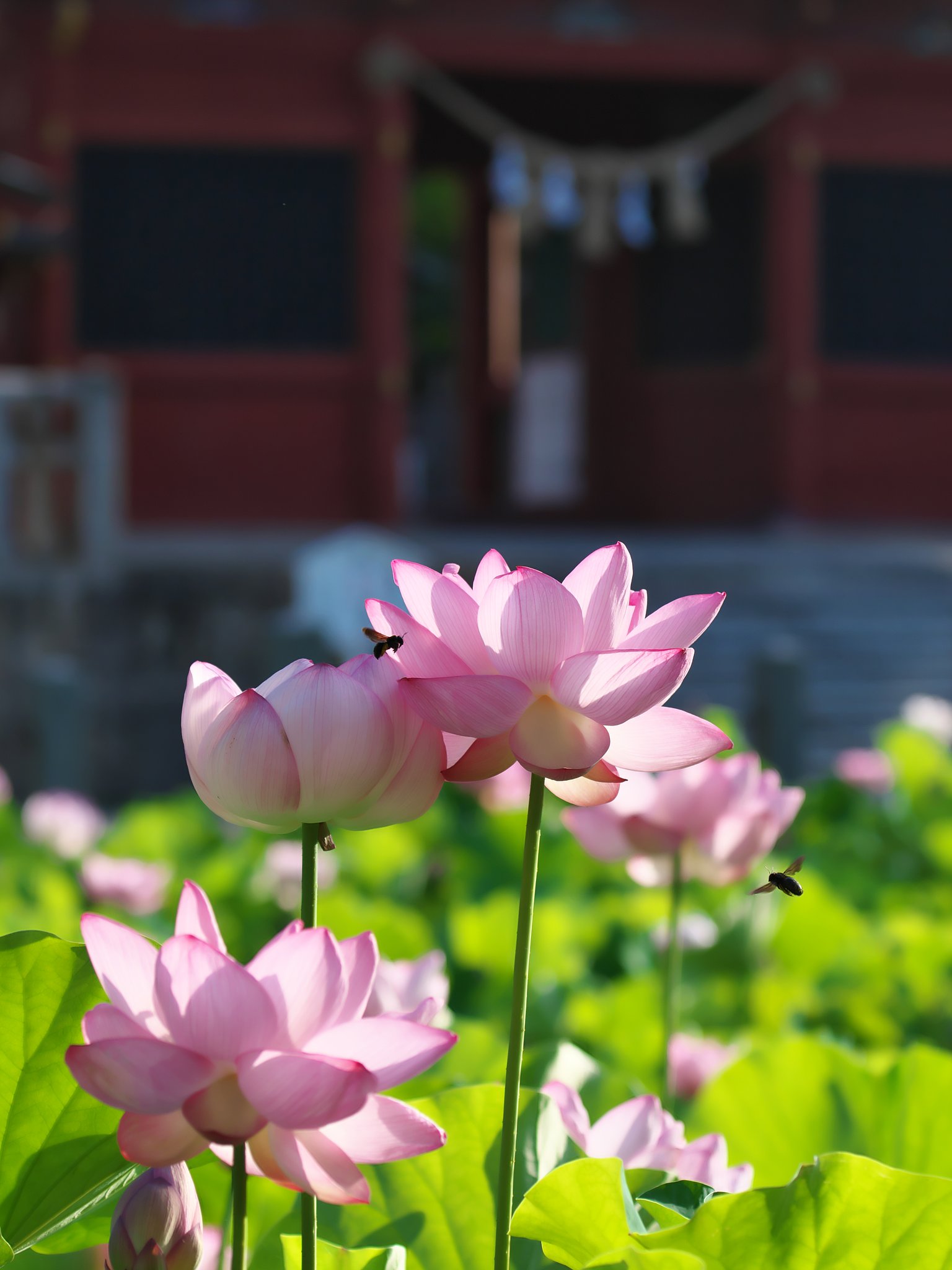 蓮花4