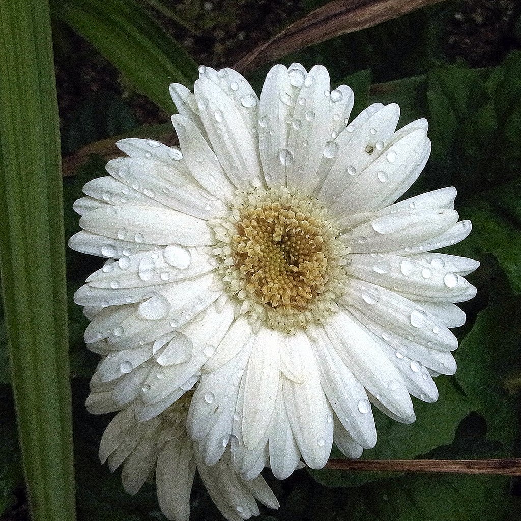 【初夏】雨の中の白い花