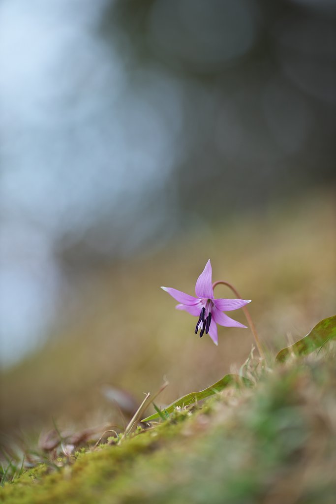 EF135mm F2L