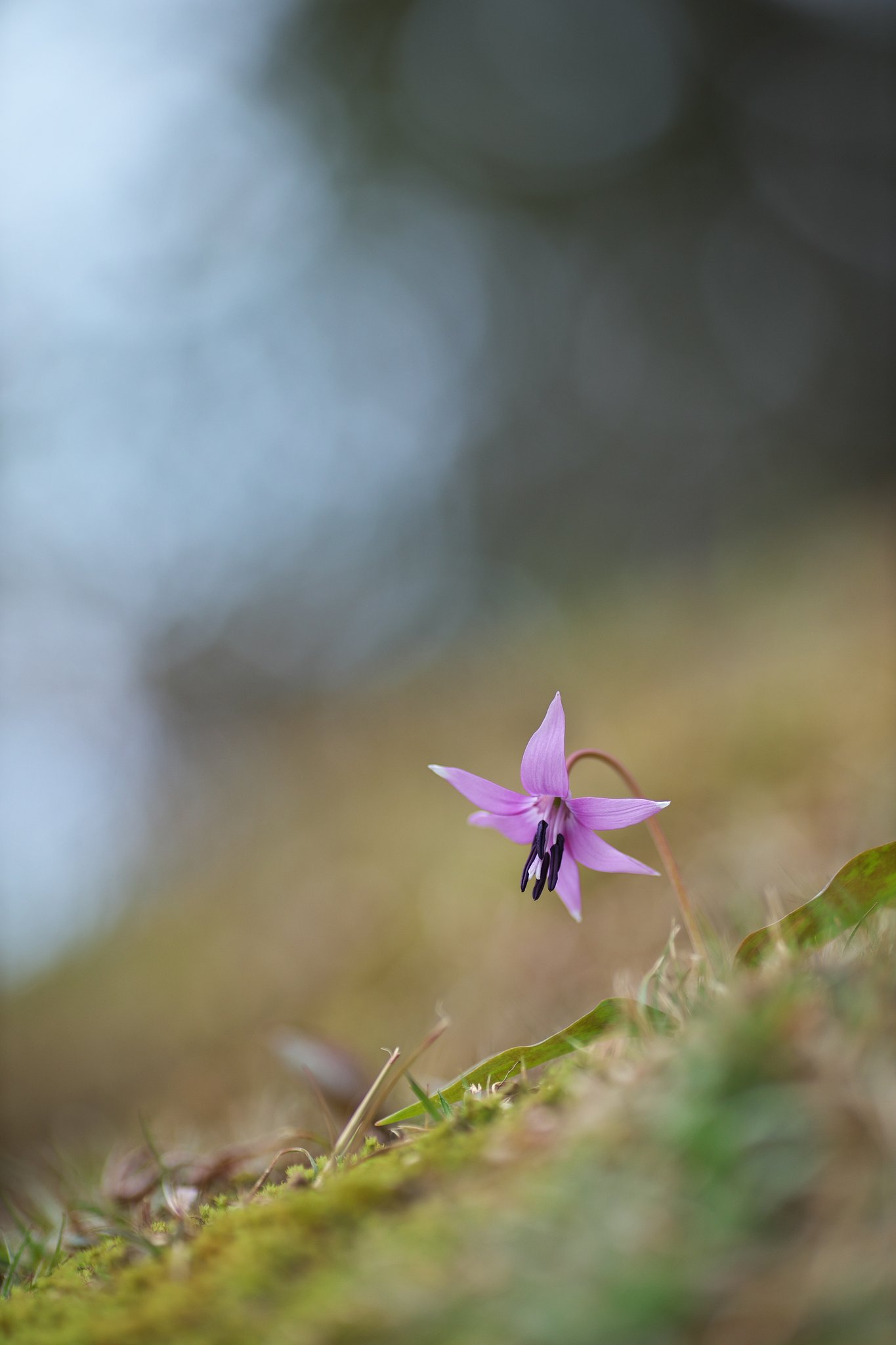 EF135mm F2L