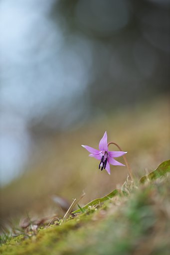 EF135mm F2L