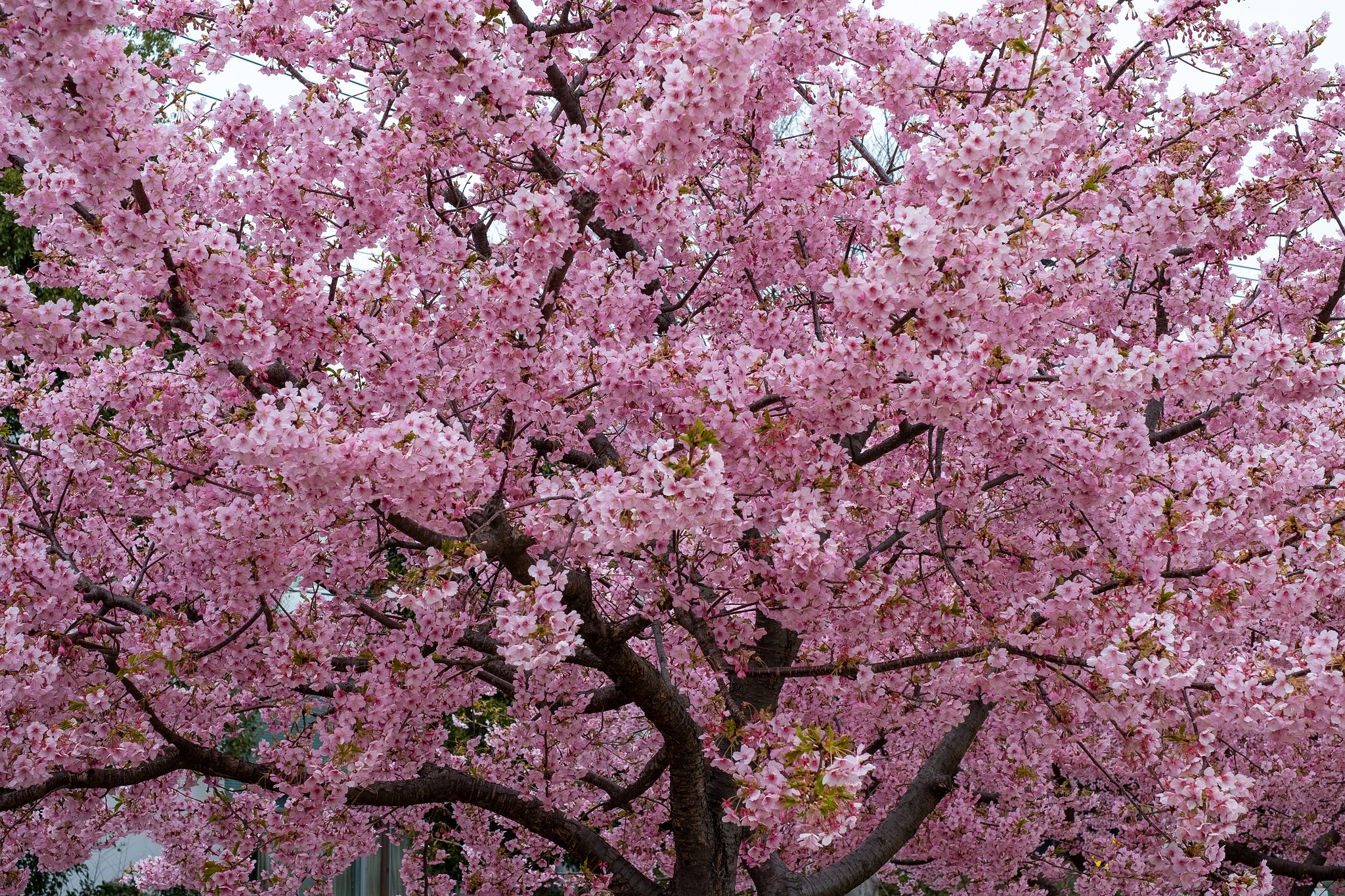 FUJINON XF35mmF1.4 R