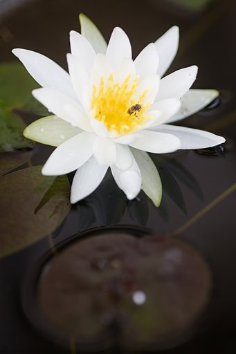タムロン90㎜F2.5マクロ　５２BB