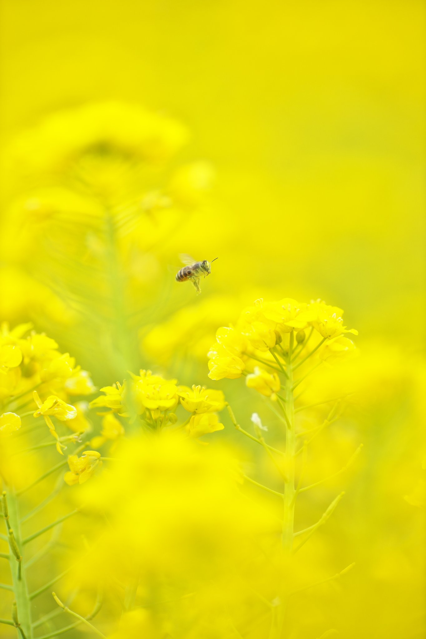 EF135mm F2L 