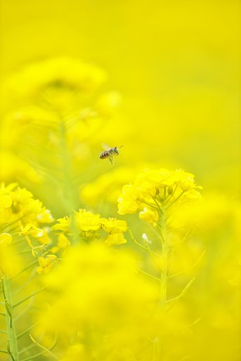 EF135mm F2L 
