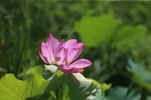 夏の陽（その４）