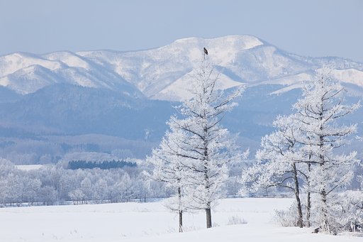 ワシのいる風景