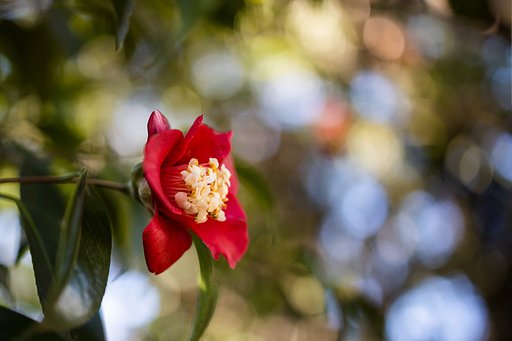 RF35mm F1.8 MACRO IS STM