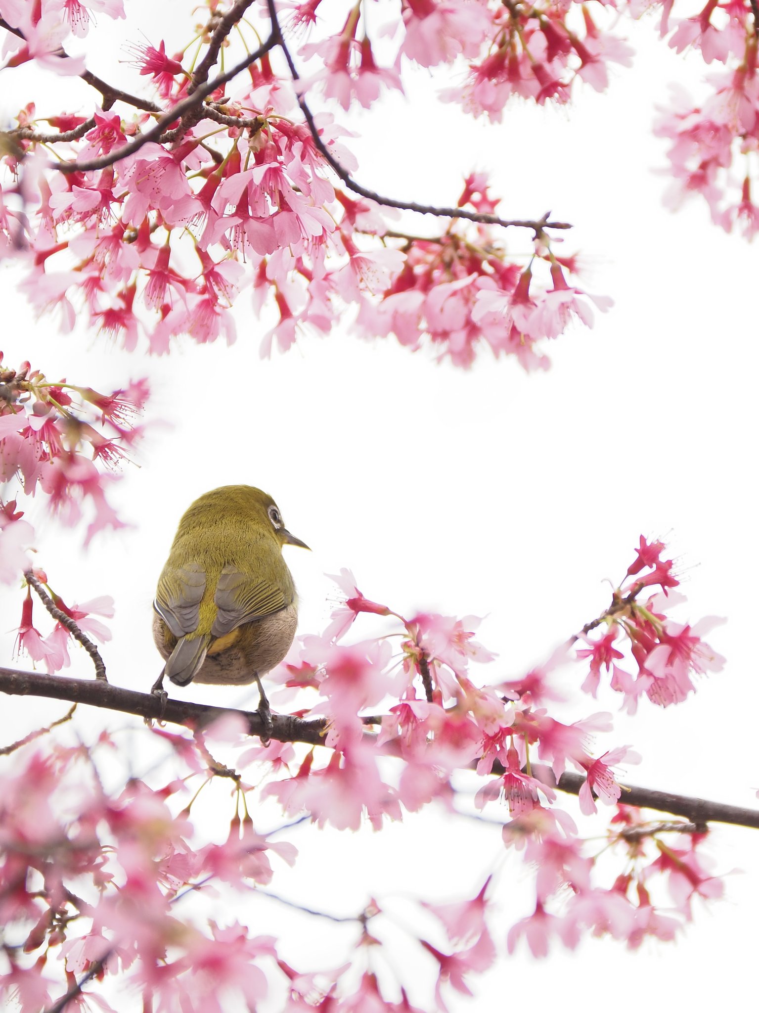 ◎Pana-LEICA DG VARIO ELMARIT50-200mm/F2.8-4 ASPH.