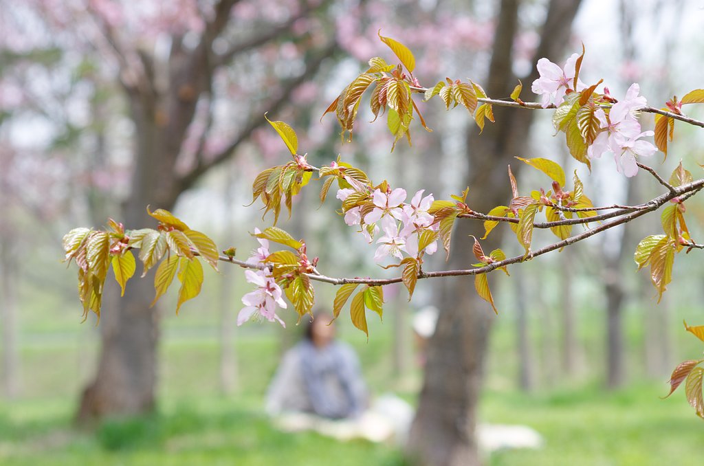 お花見