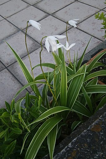 斑入り白花シラン