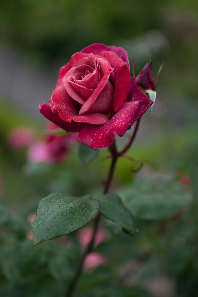 薔薇