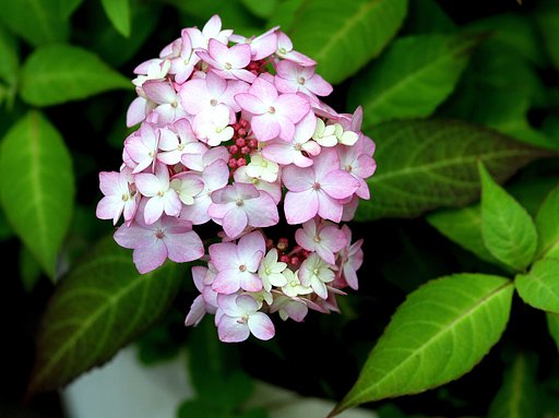 紫陽花