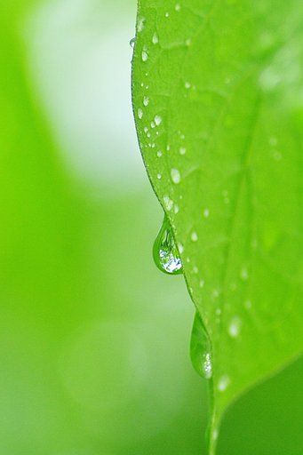 緑の雫