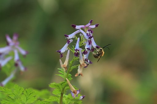 美味しい蜜を求めて