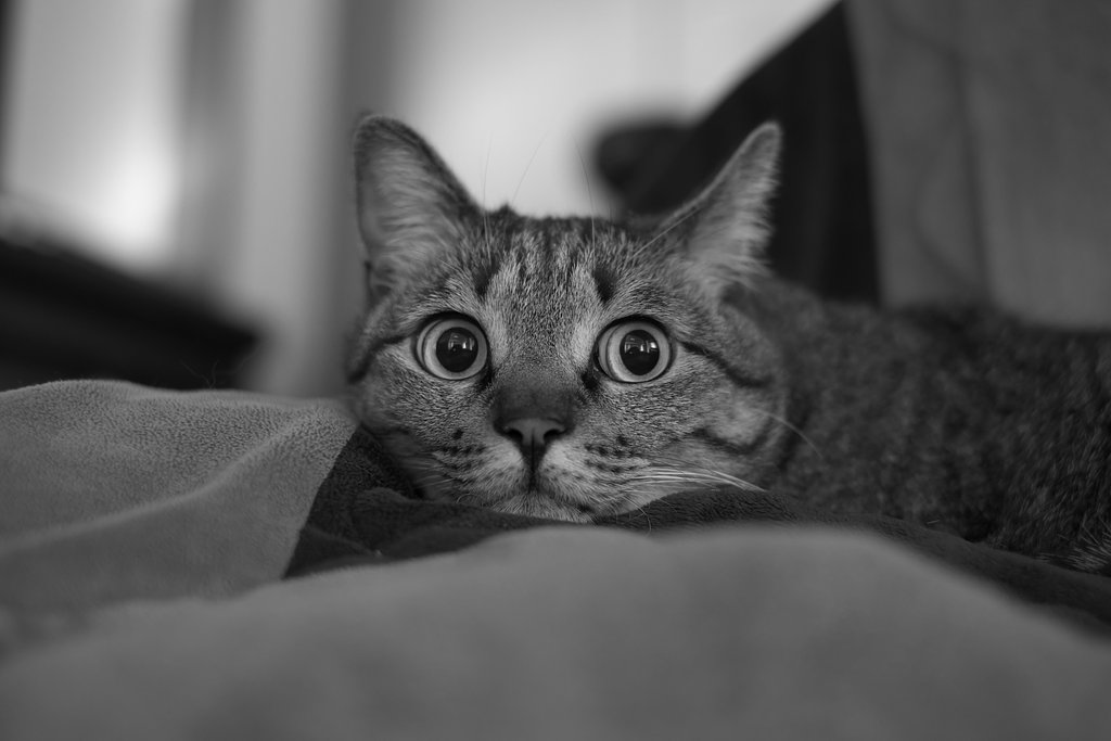 ねこ