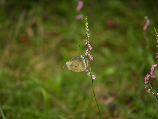 ねじり花に蝶