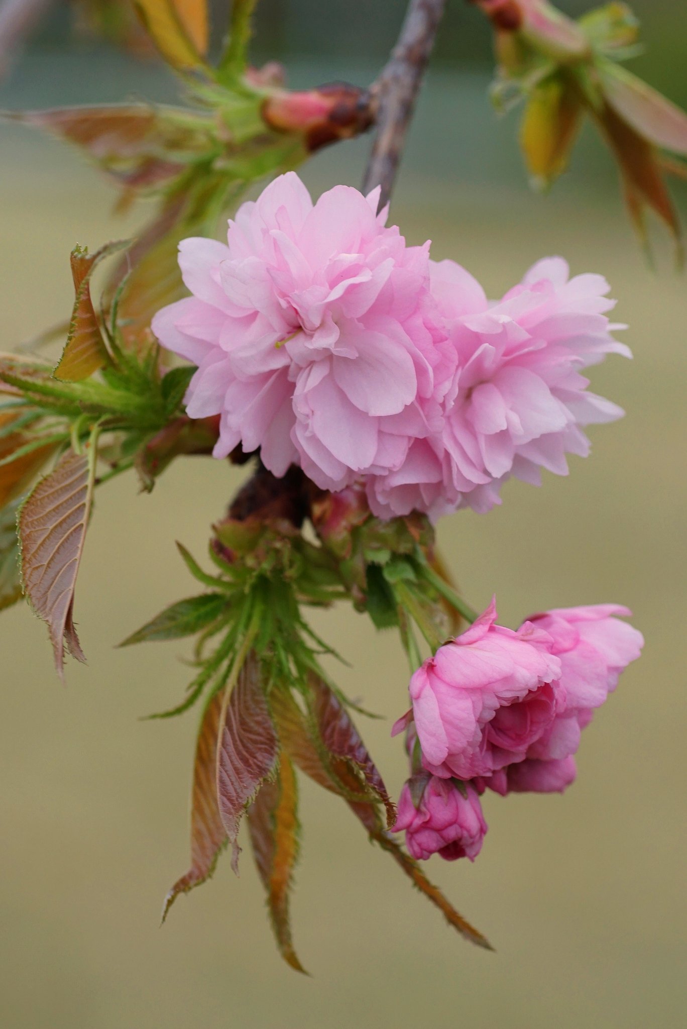 八重桜