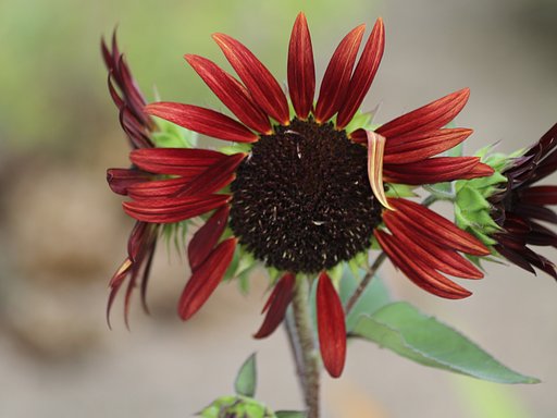 【盛夏】　ルドベキア