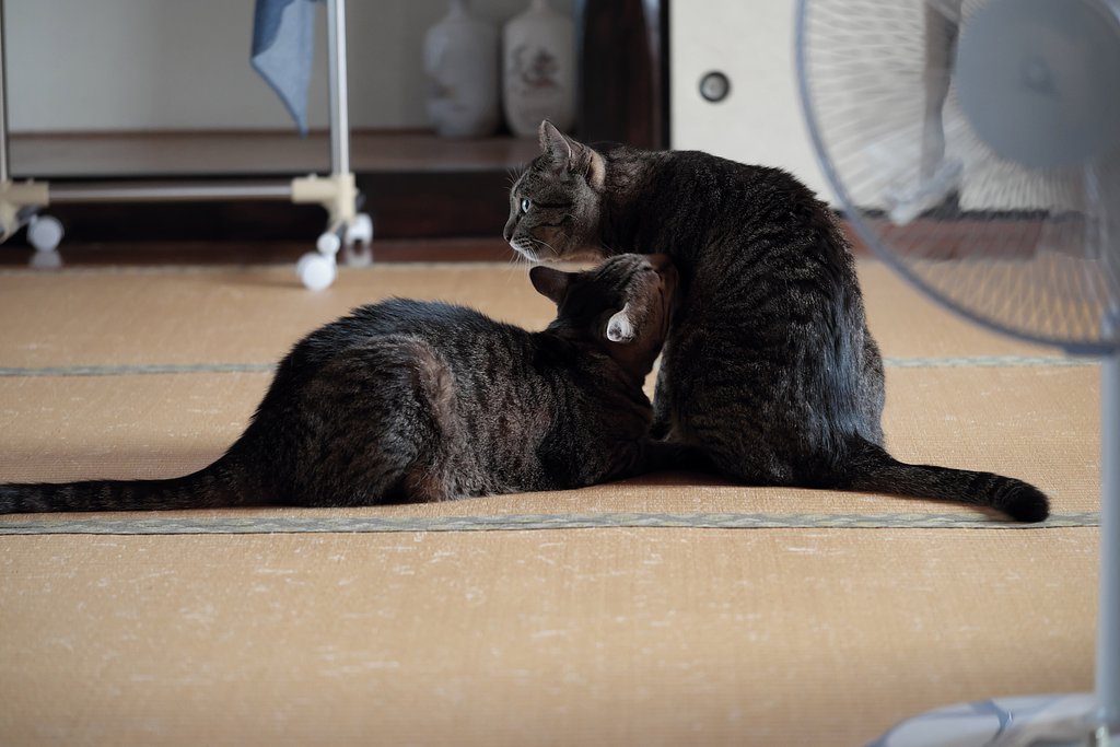 ねこ