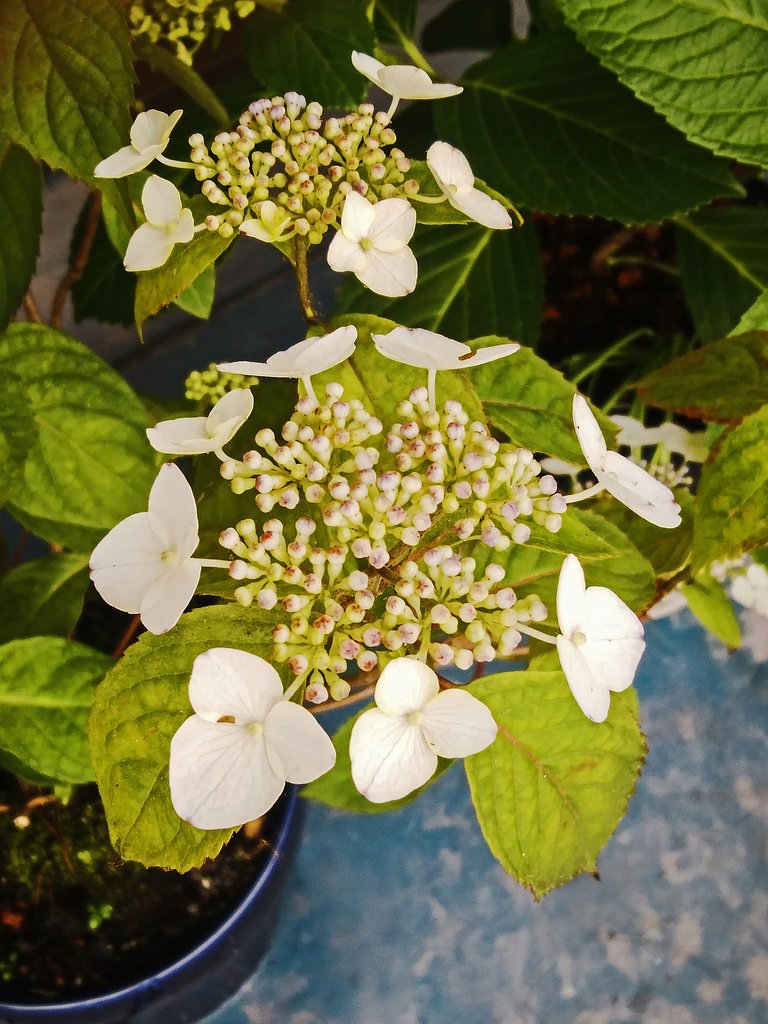 甘茶