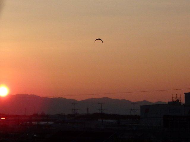 朝日と鳥