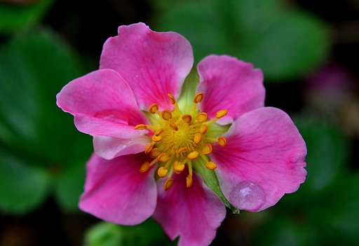 桃花イチゴ