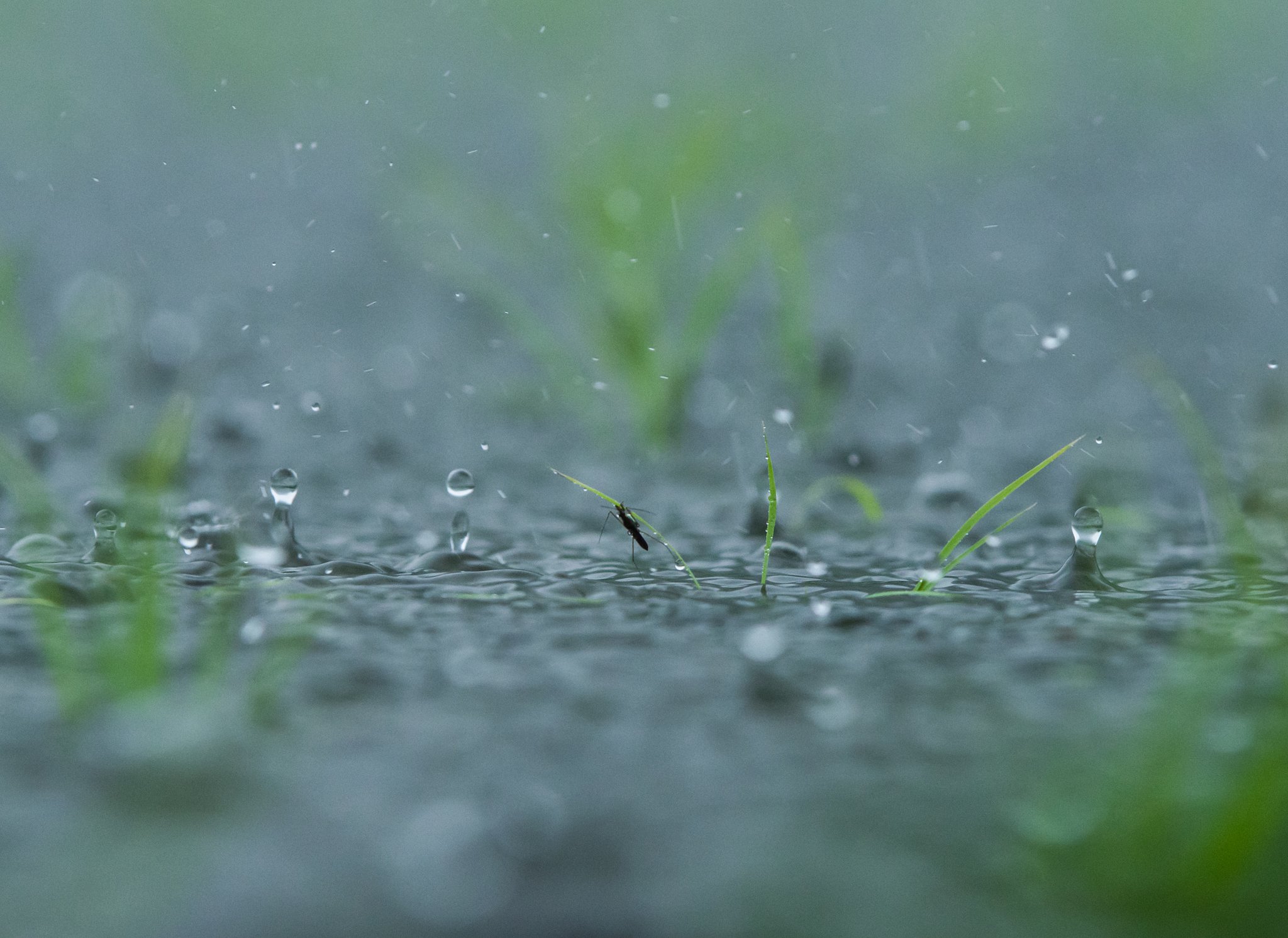 五月雨のリズム